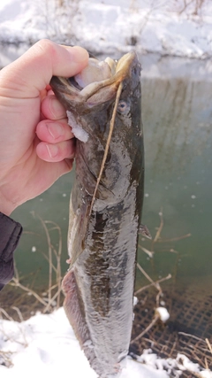 ナマズの釣果