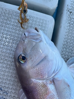 シロアマダイの釣果