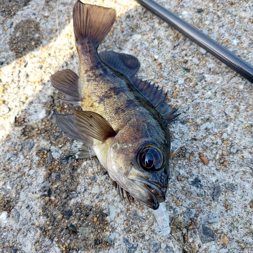 メバルの釣果