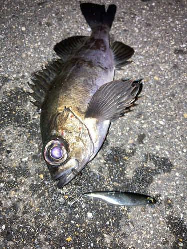 シロメバルの釣果