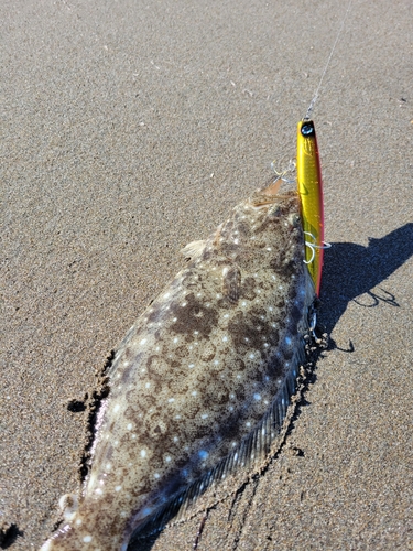 ソゲの釣果