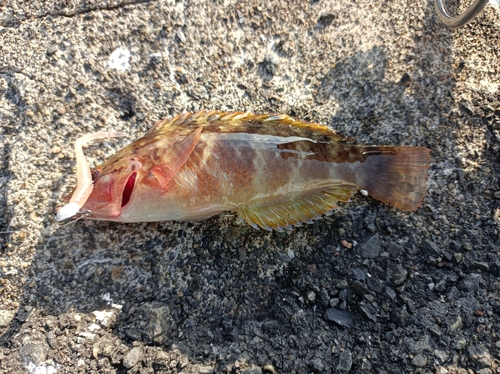 アカササノハベラの釣果