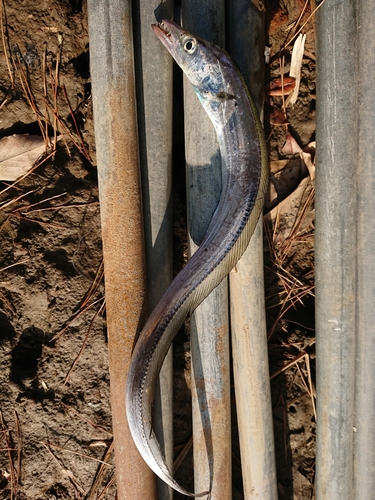 タチウオの釣果