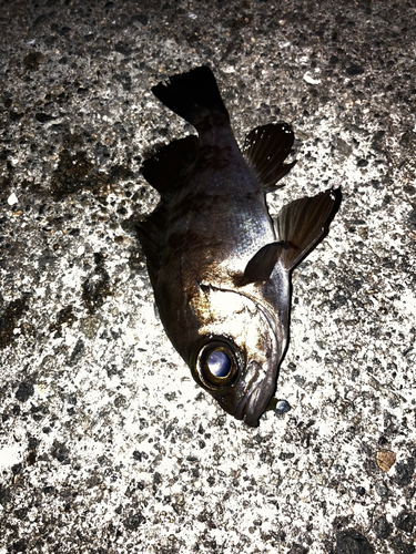 シロメバルの釣果