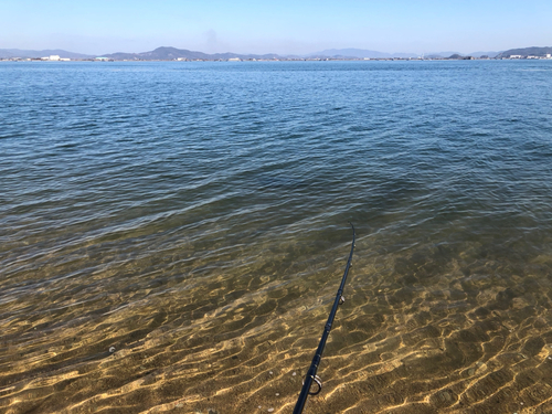 エイの釣果