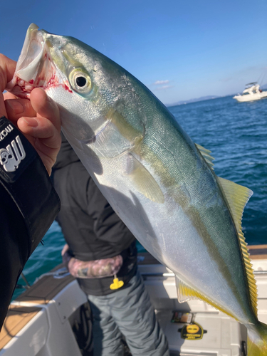 ツバスの釣果