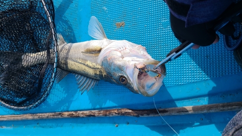 マルスズキの釣果