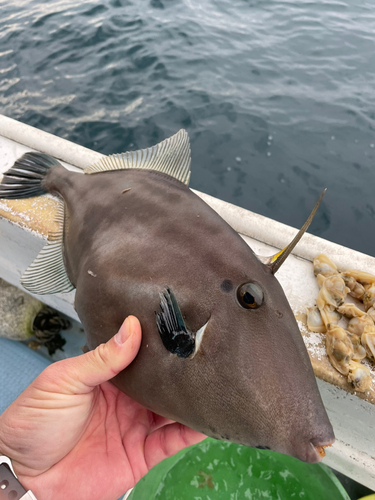 ウマヅラハギの釣果