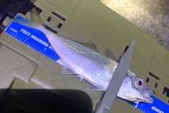 マアジの釣果