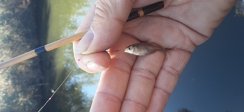 タイリクバラタナゴの釣果