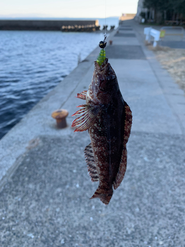 アイナメの釣果