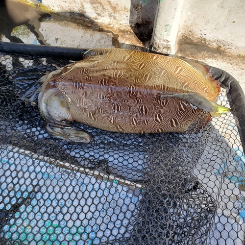 モンゴウイカの釣果