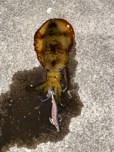 アオリイカの釣果