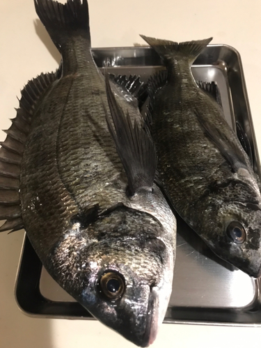 ウグイの釣果