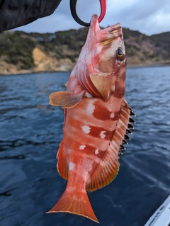 アカハタの釣果