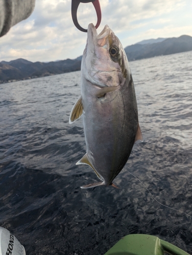 ショゴの釣果