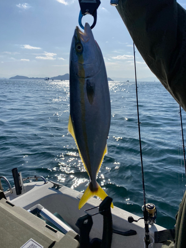 ヤズの釣果