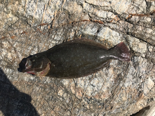 ヒラメの釣果