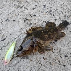 タケノコメバルの釣果