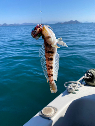 トラハゼの釣果