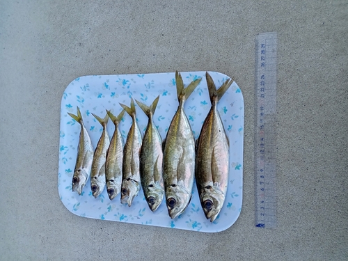 アジの釣果