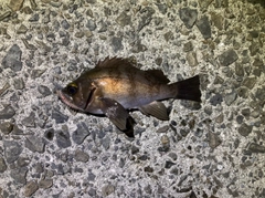 クロメバルの釣果