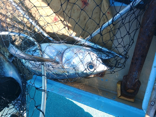 ビンチョウマグロの釣果