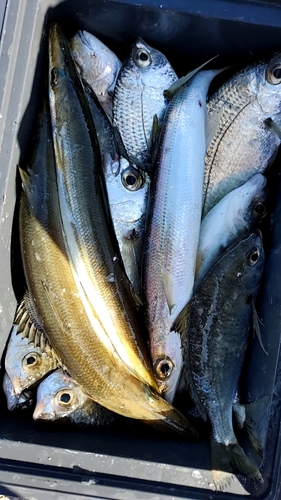 アカカマスの釣果