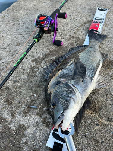 チヌの釣果