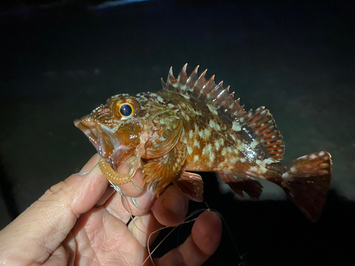 カサゴの釣果