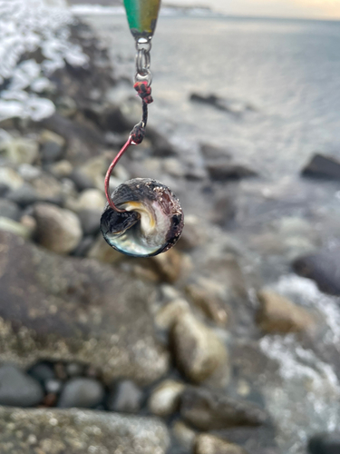 釣果