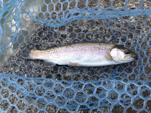 レインボートラウトの釣果