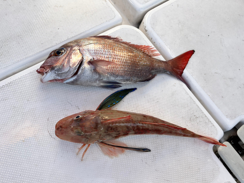 マダイの釣果