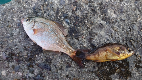 ウミタナゴの釣果