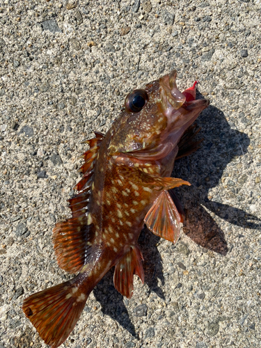 カサゴの釣果