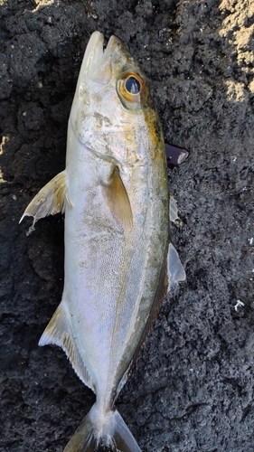 ショゴの釣果