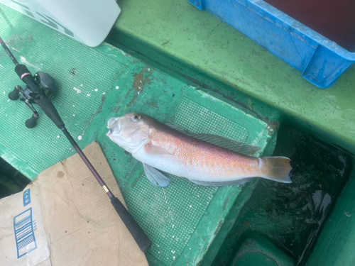 シロアマダイの釣果