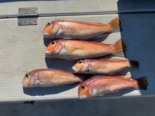 アマダイの釣果