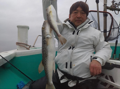 ショウサイフグの釣果