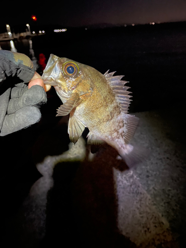 メバルの釣果