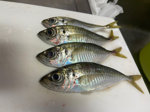 アジの釣果