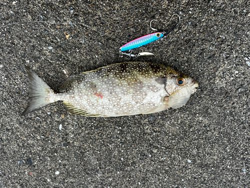 アイゴの釣果