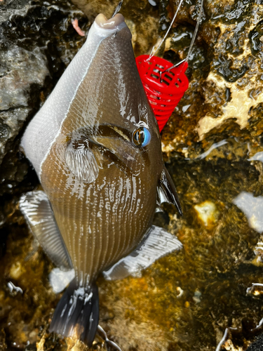 ムスメハギの釣果