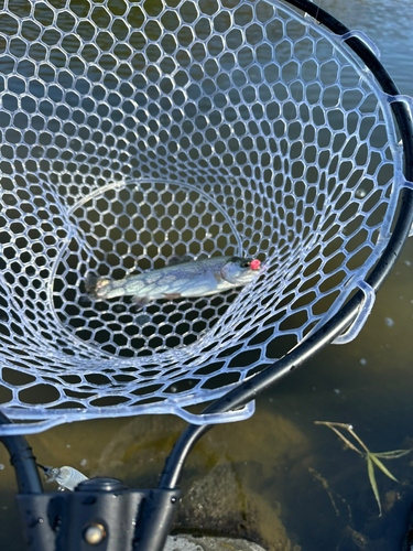 ニジマスの釣果