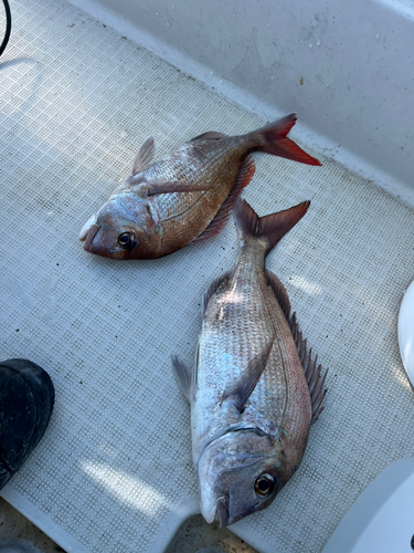 マダイの釣果