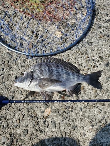 チヌの釣果