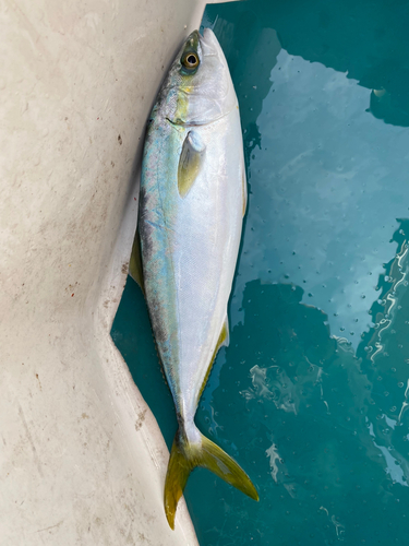 ヤズの釣果