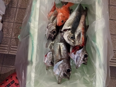 クロムツの釣果