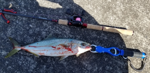 ハマチの釣果