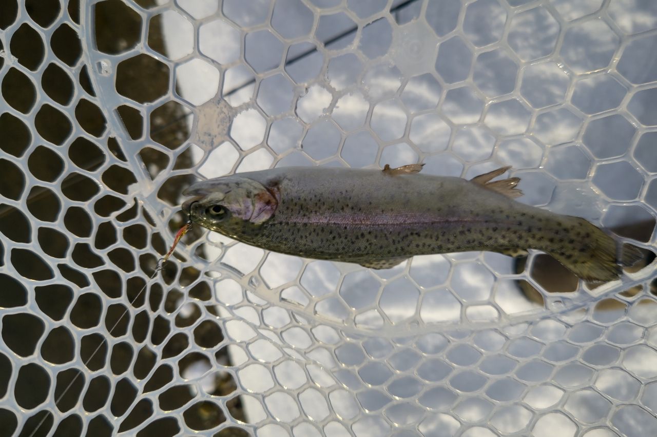 レインボートラウト